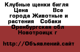 Клубные щенки бигля › Цена ­ 30 000 - Все города Животные и растения » Собаки   . Оренбургская обл.,Новотроицк г.